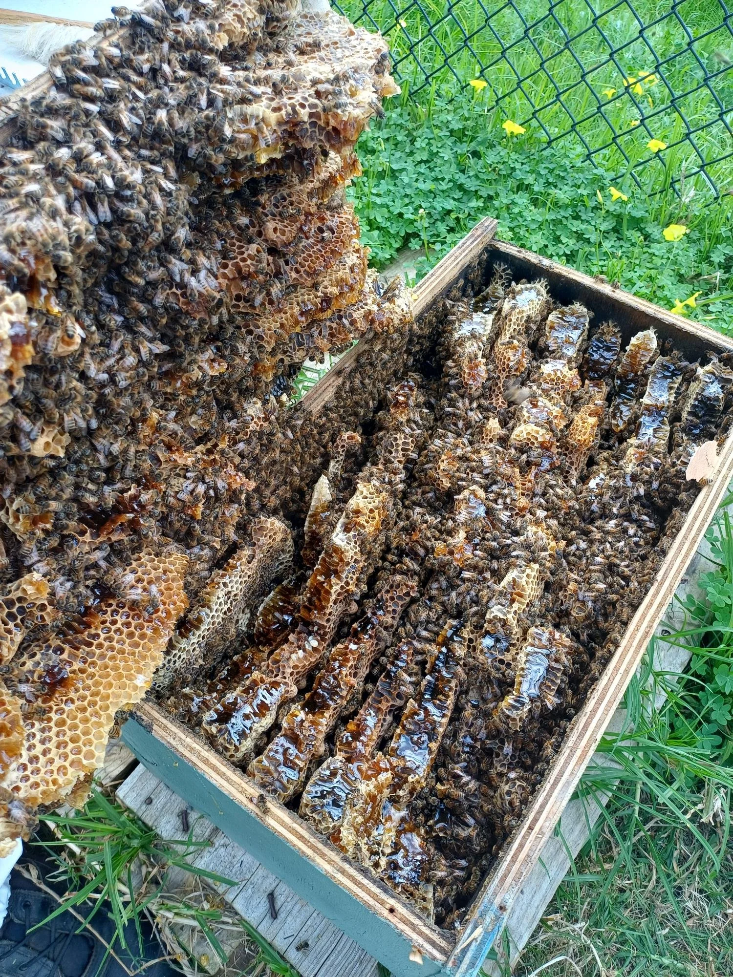 Bees 3.jpg