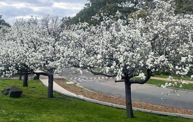 Cherry blossoms.jpg