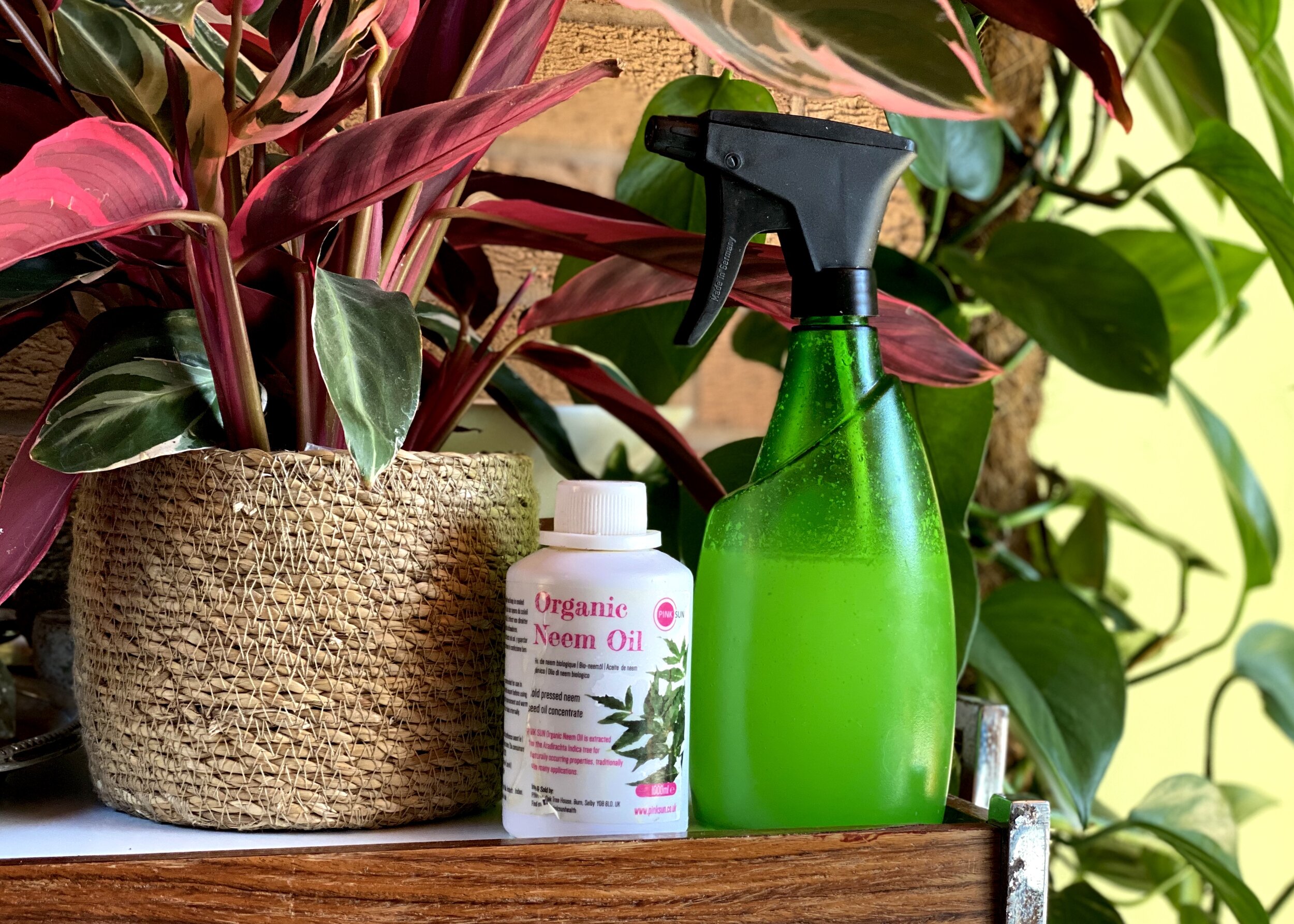 NEEM: AN ORGANIC INSECTICIDE