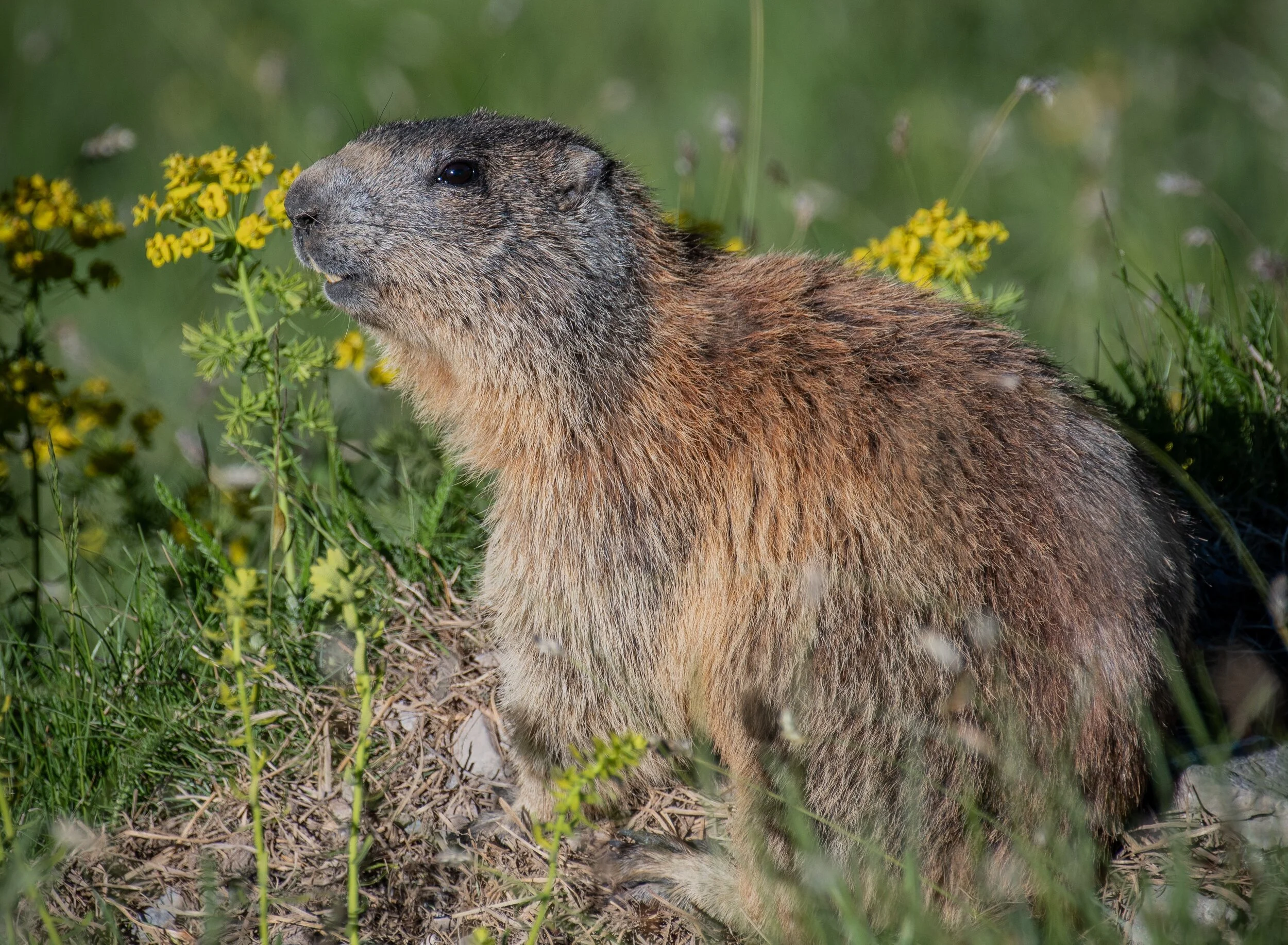 PROJECT BEAVER ON THE RIVER OTTER