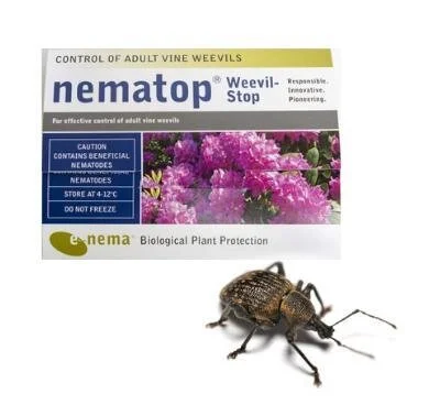 Nematop Vine Weevil Trap