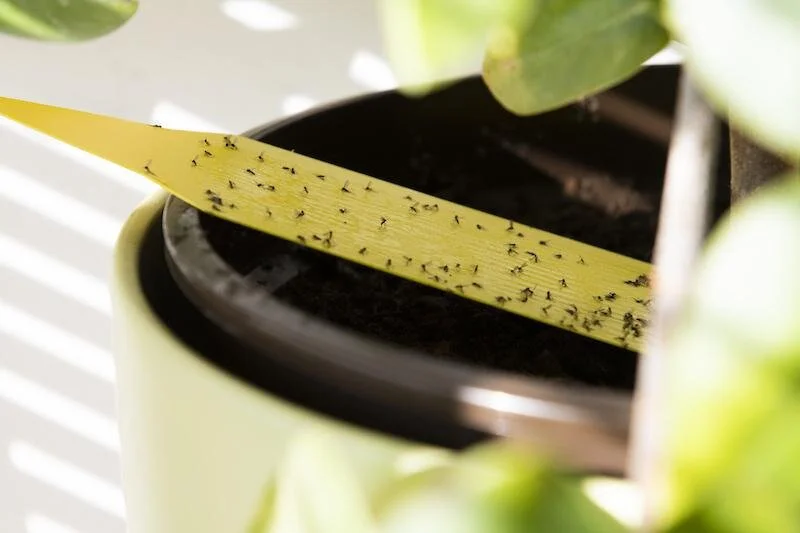 Sticky Traps