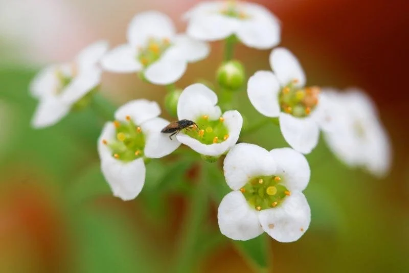 Orius Thrips Killer