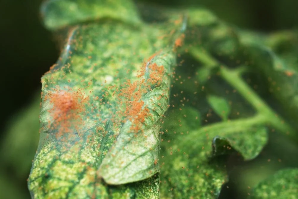 Red Spider Mite Killer