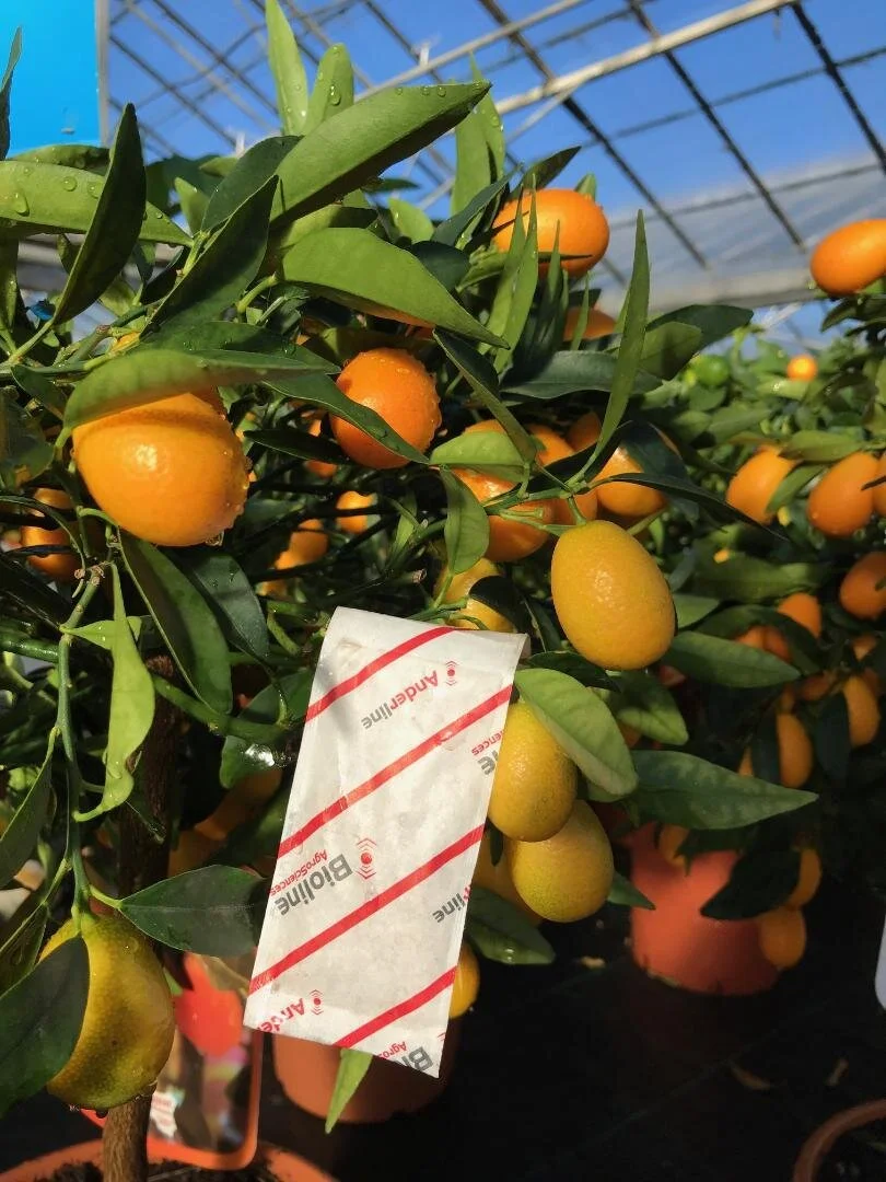 Spider Mite Control