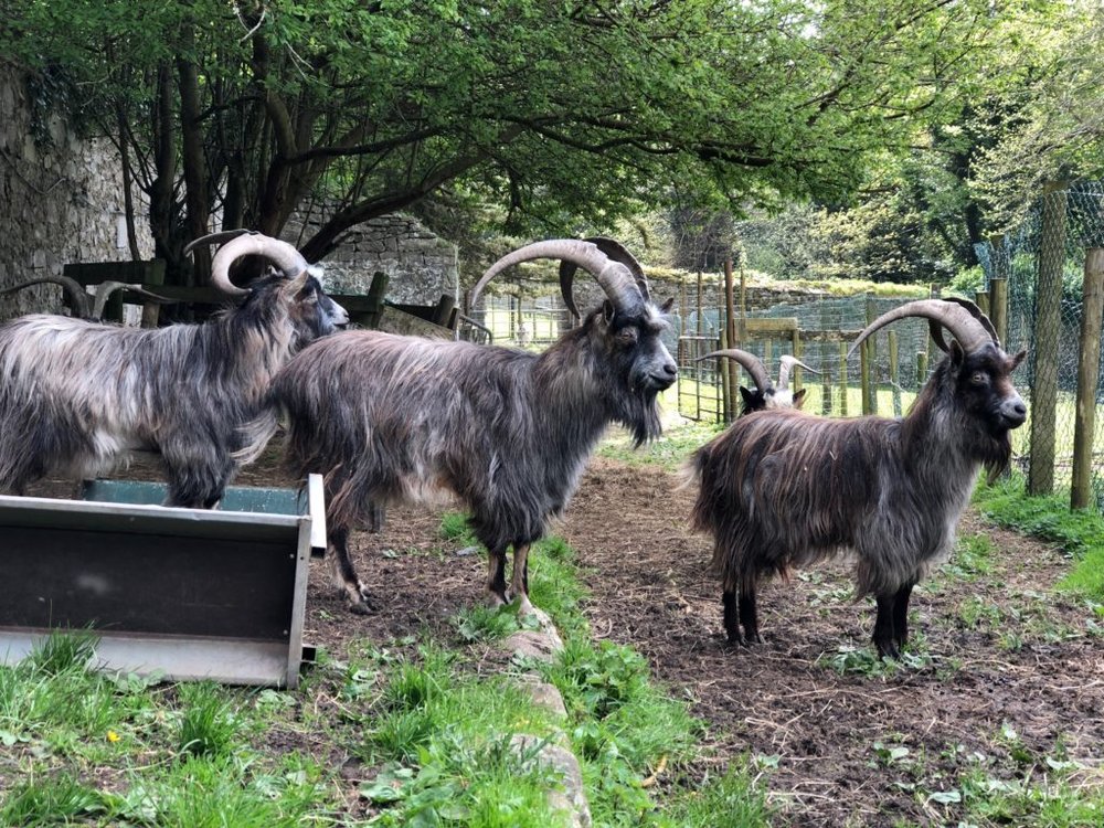 male-Old-Irish-goats-1024x768.jpeg