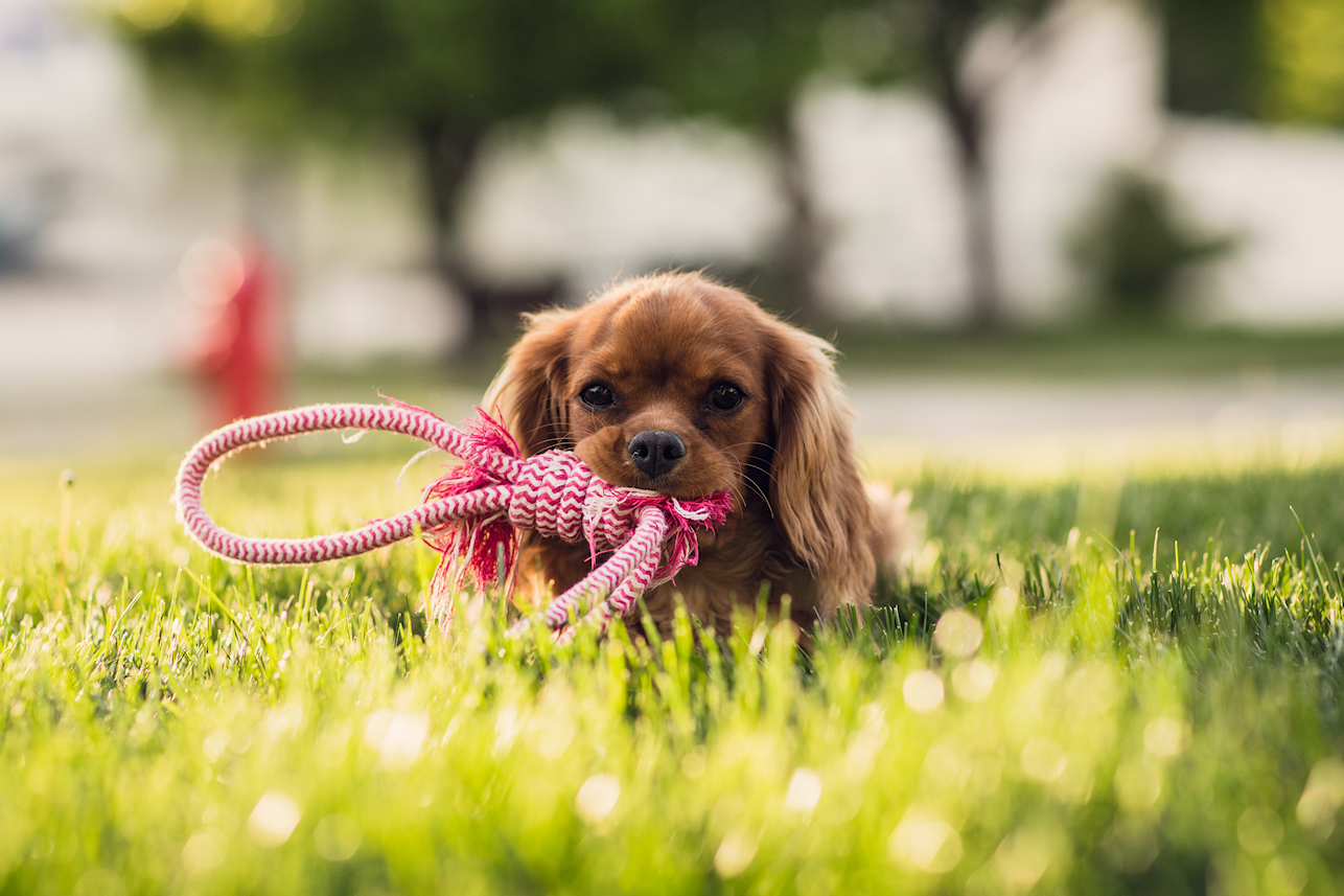 Awww look how cute you are! But please don't wee on my lawn.