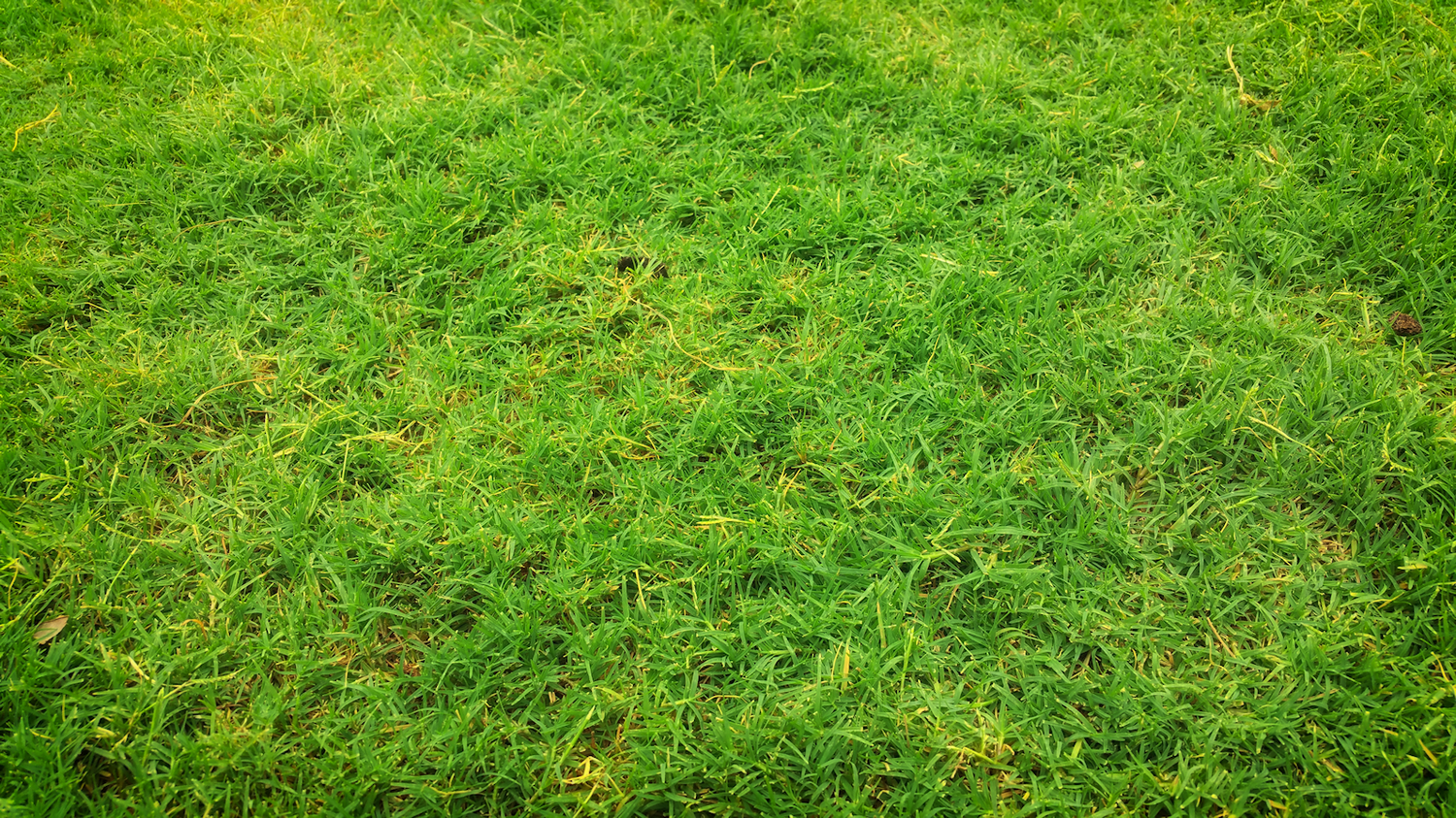 Lawn rating: straggly.