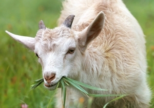 goat-lamb-little-grass-144240.jpeg