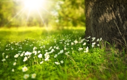 spring-tree-flowers-meadow-60006.jpeg