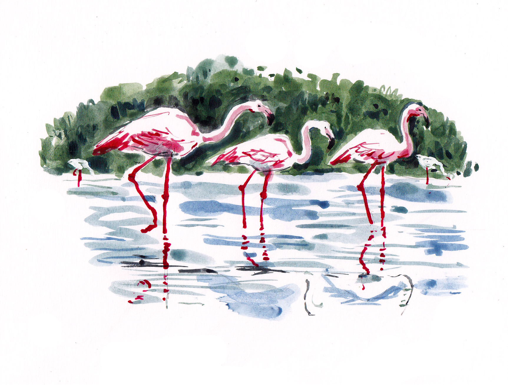 UEA flamingos