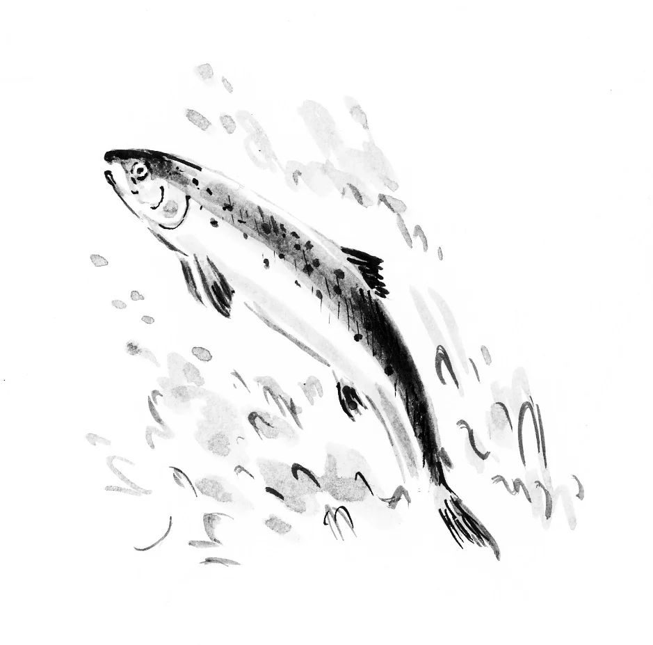 Cheshire trout