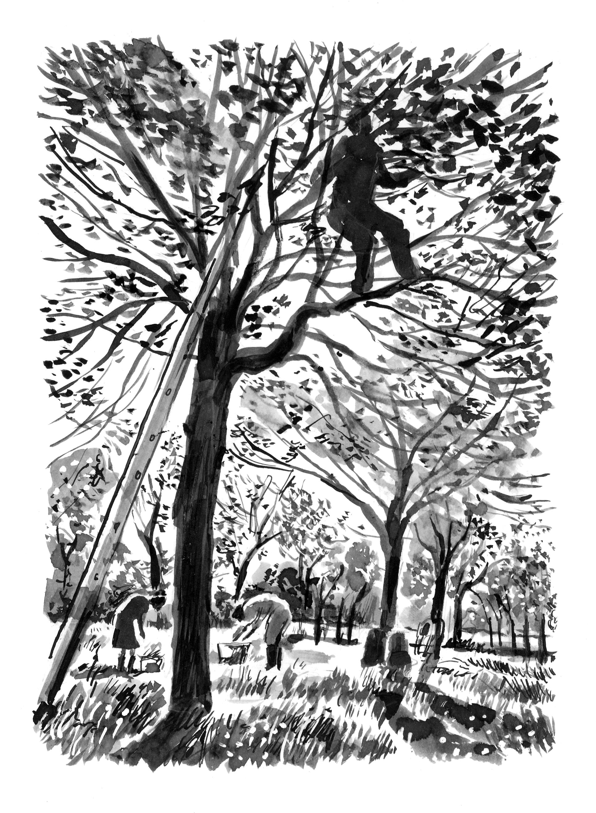 Apple harvesting