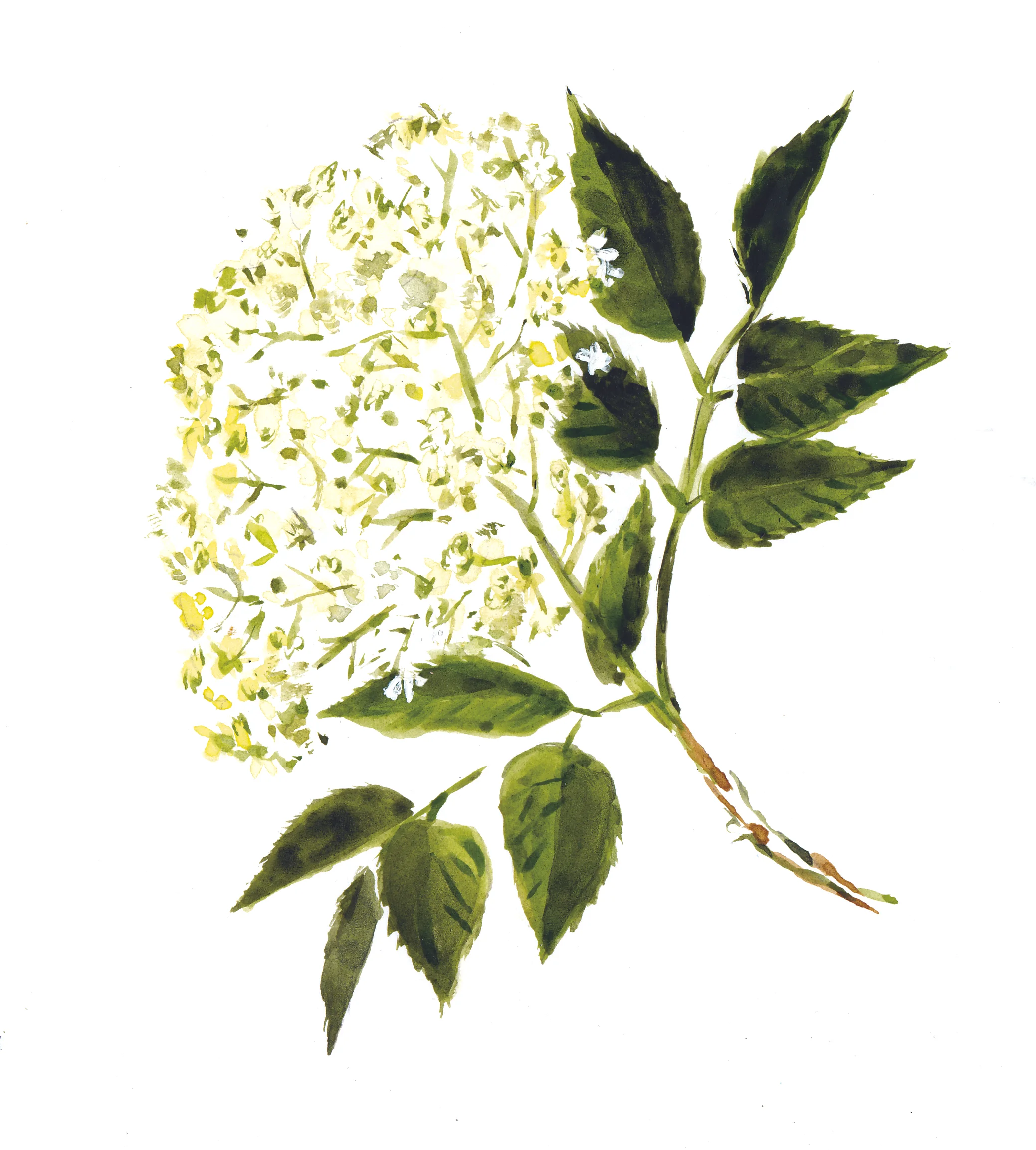 Elderflower