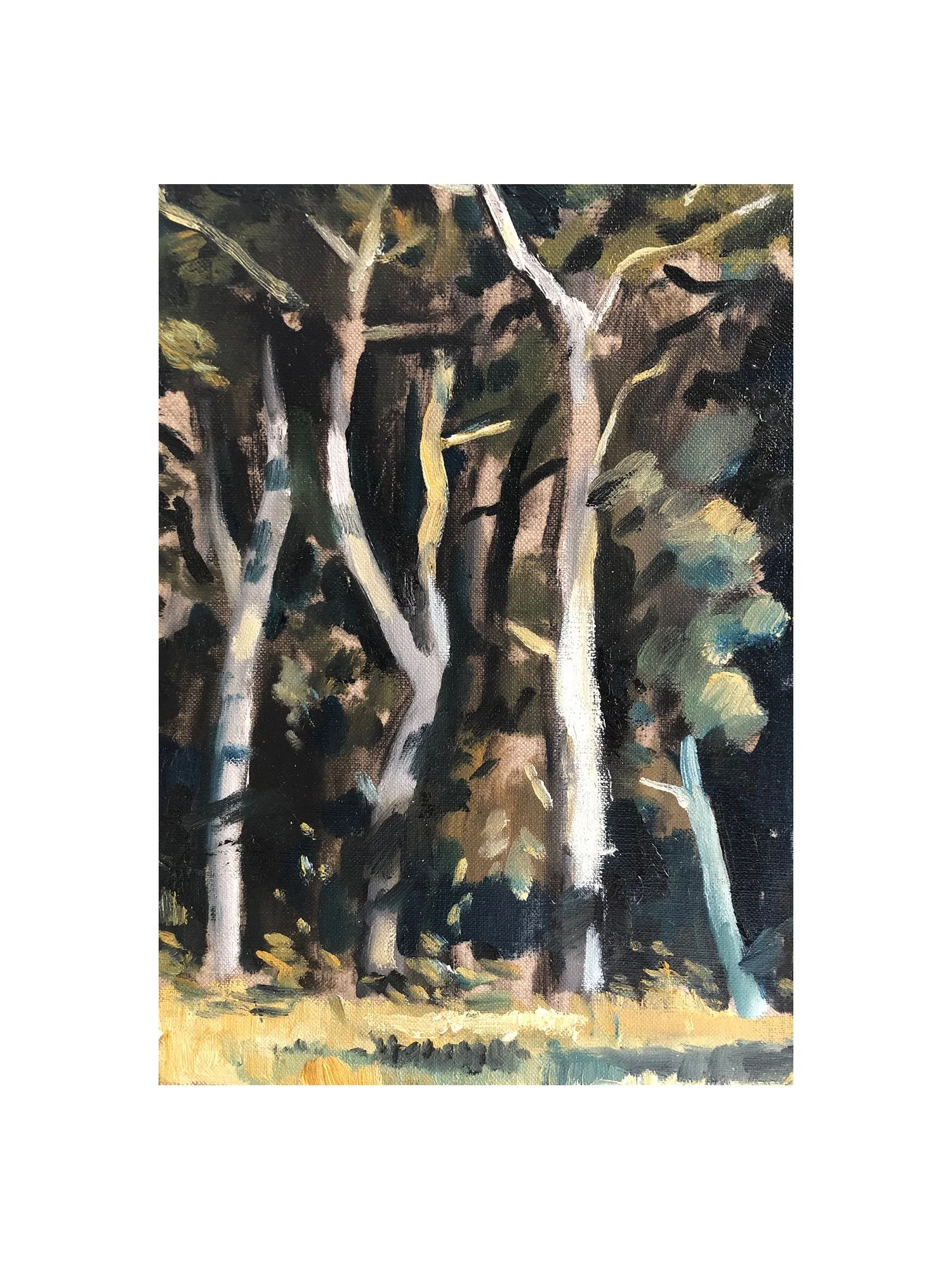 Pine study low lightjpg.jpg