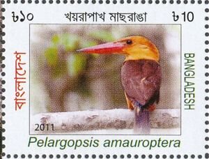 Brown-winged-Kingfisher-Pelargopsis-amaroptera.jpg