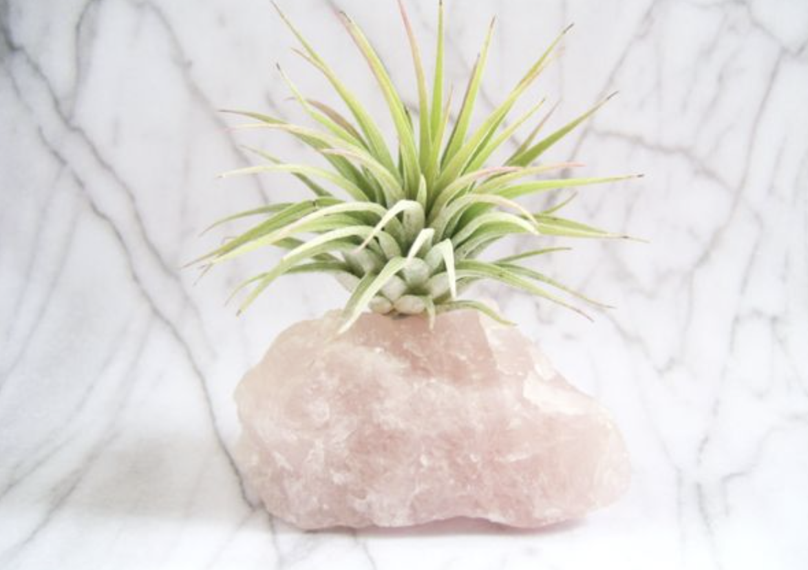 8 Houseplants You (Probably) Can’t Kill