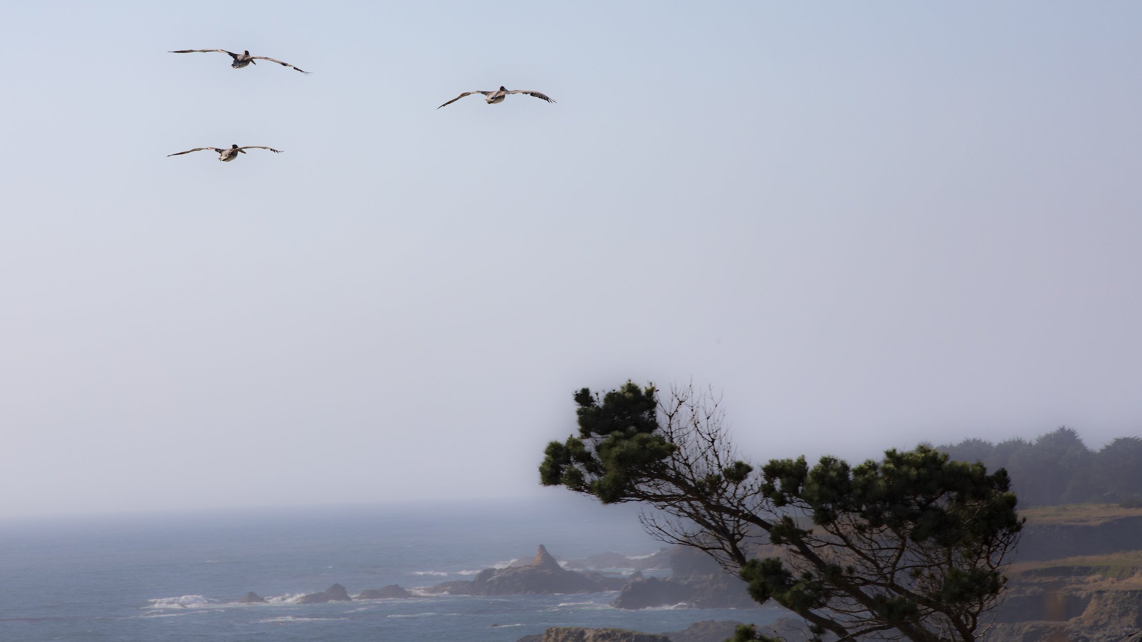  August 1-3, 2024   Mendocino Coast Writers’ Conference  