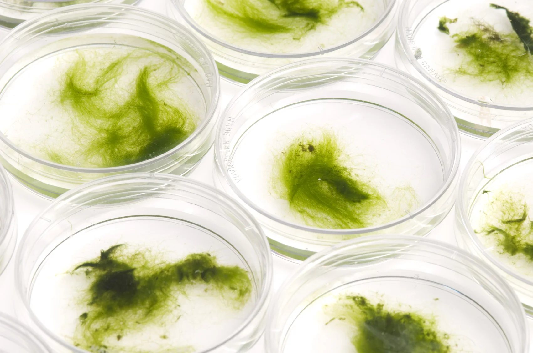 Oceans Algae_lab.jpg