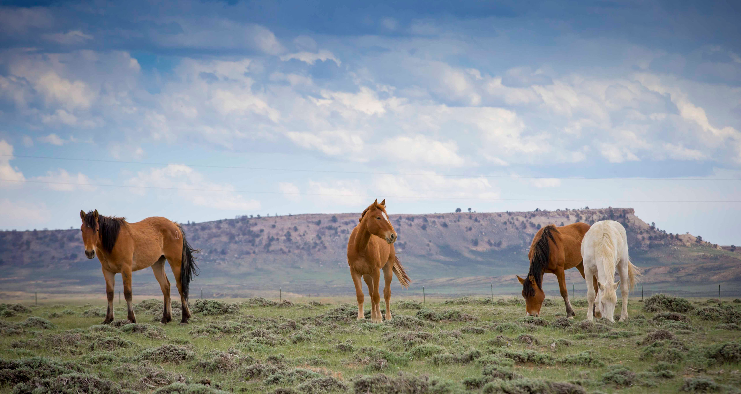 bucking horses web-1896-2.jpg