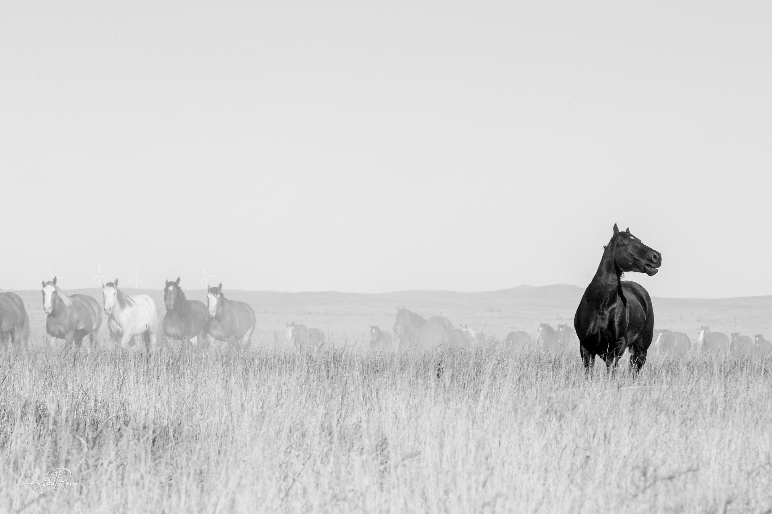 cervi nfr horses 2014-7812-2.jpg