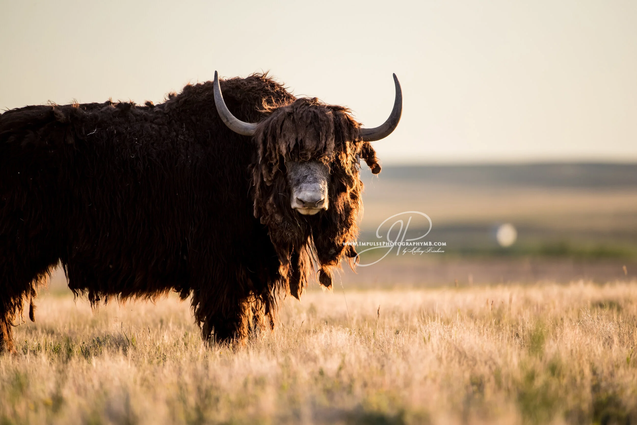 'Hipster' Gallery Wrap Canvas