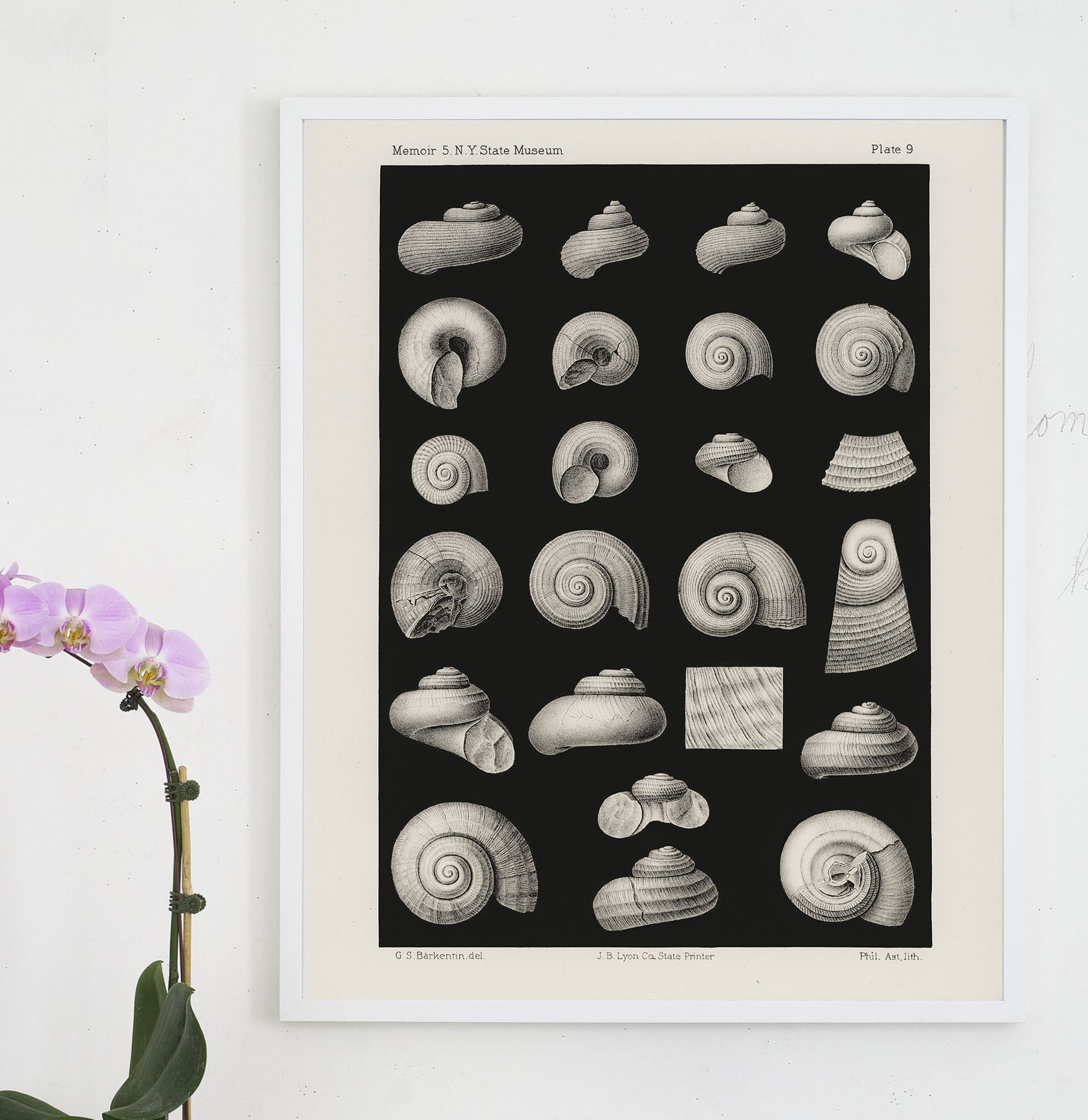 fossil shells 2 copy.jpg