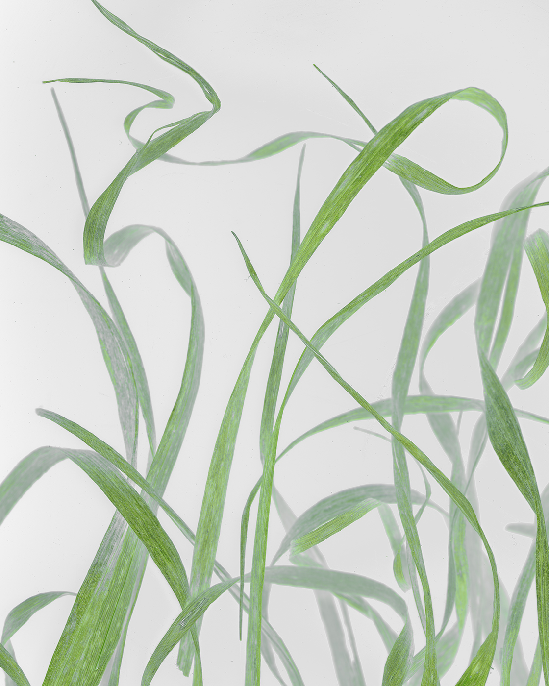 dry grass curls invert ROUGH .jpg