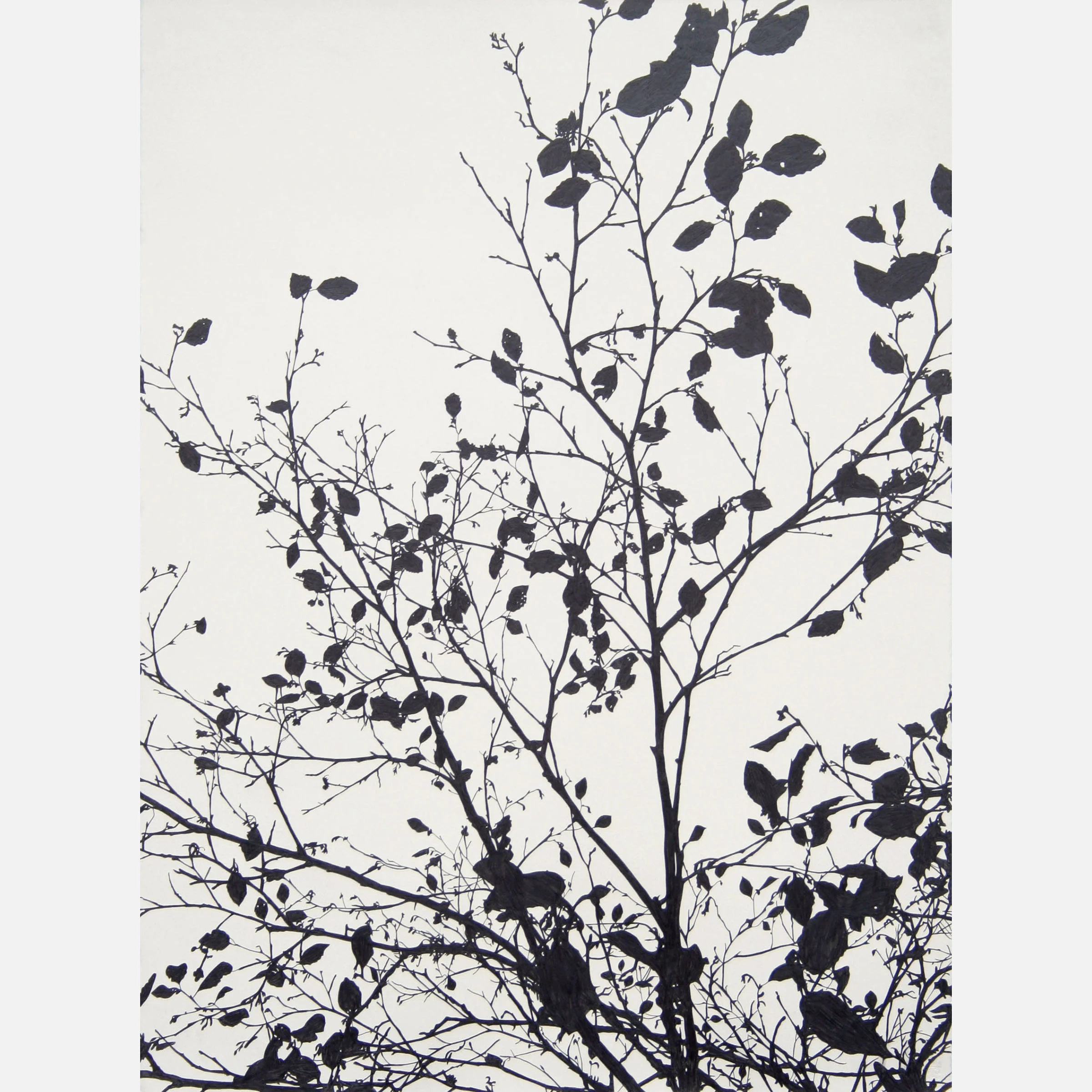 tree sm square 1.jpg