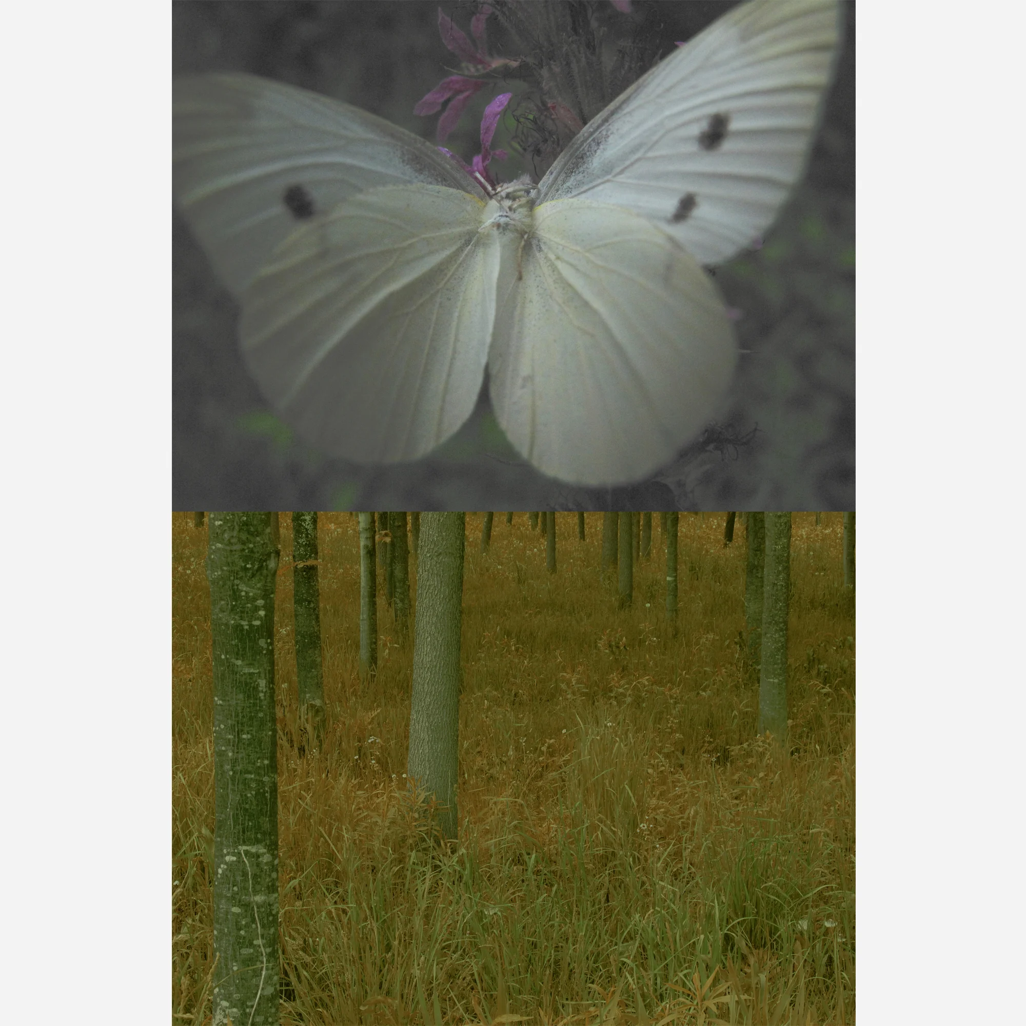 moth square.jpg