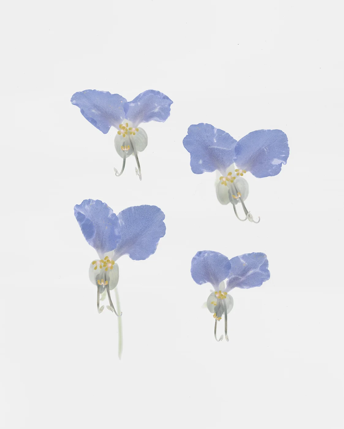 blue flowers invert F.jpg