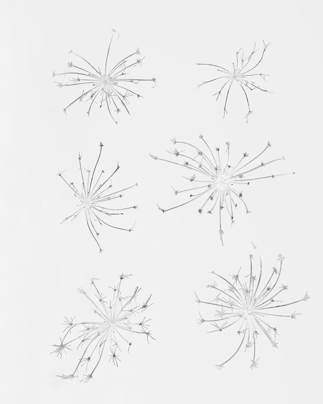 dried queen ann lace 20.5 final .jpg