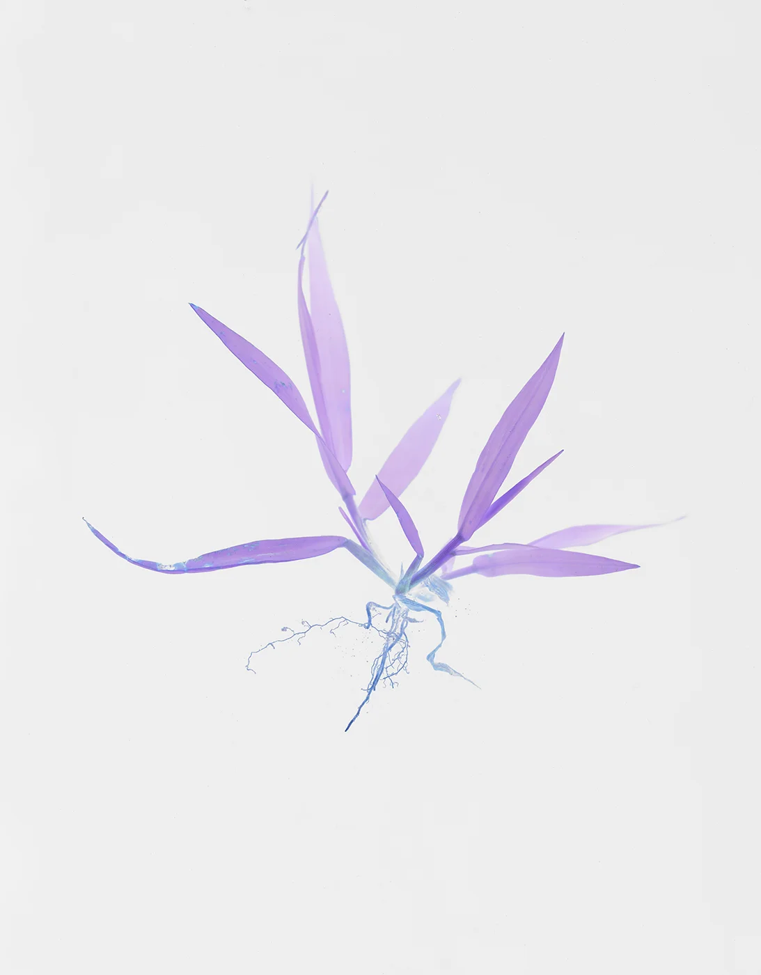 PURPLE GRASS F.jpg