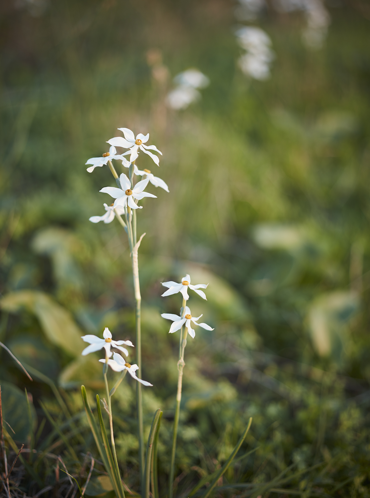 Narcissus elegans