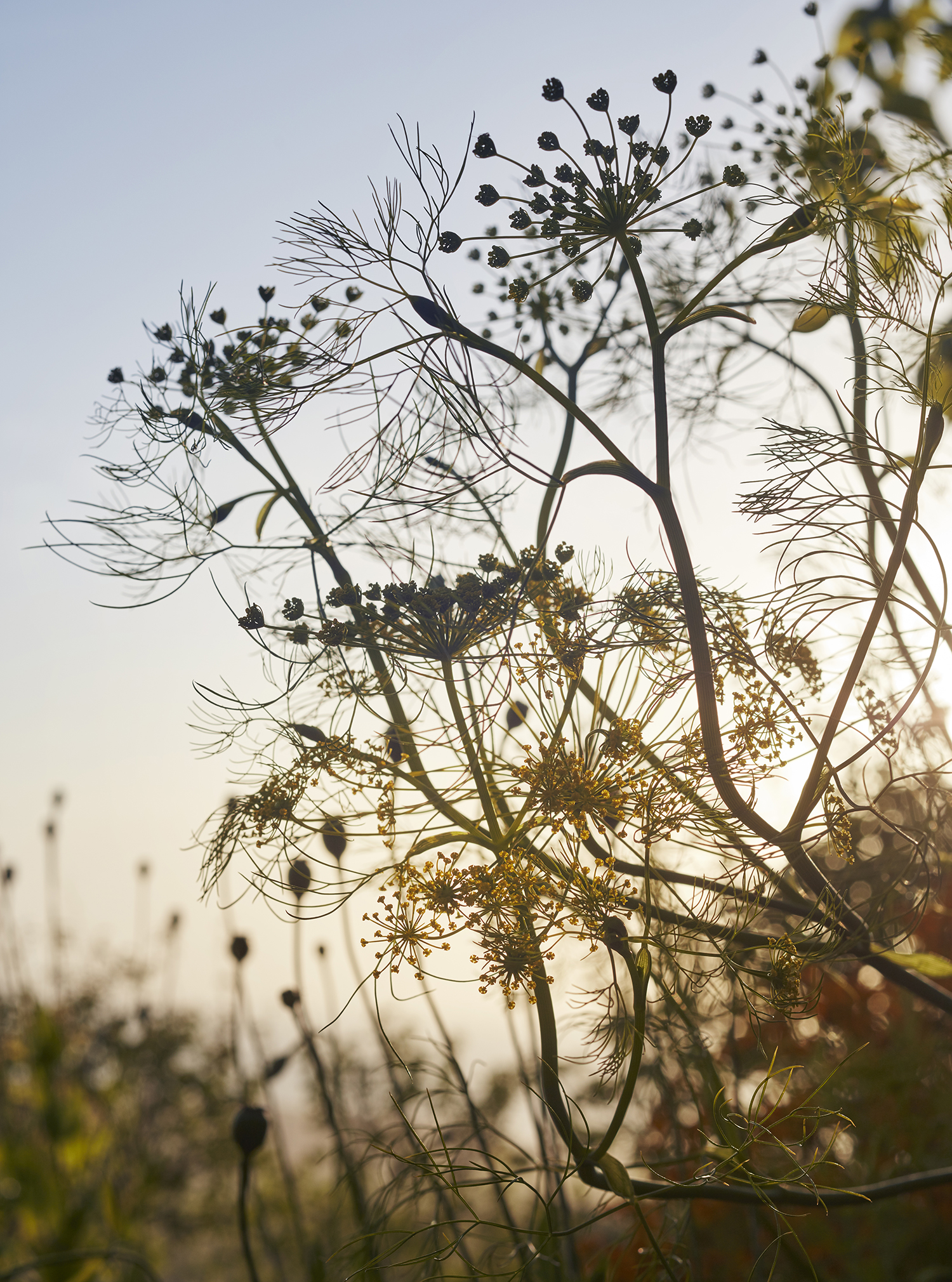 Fennel at Sunset