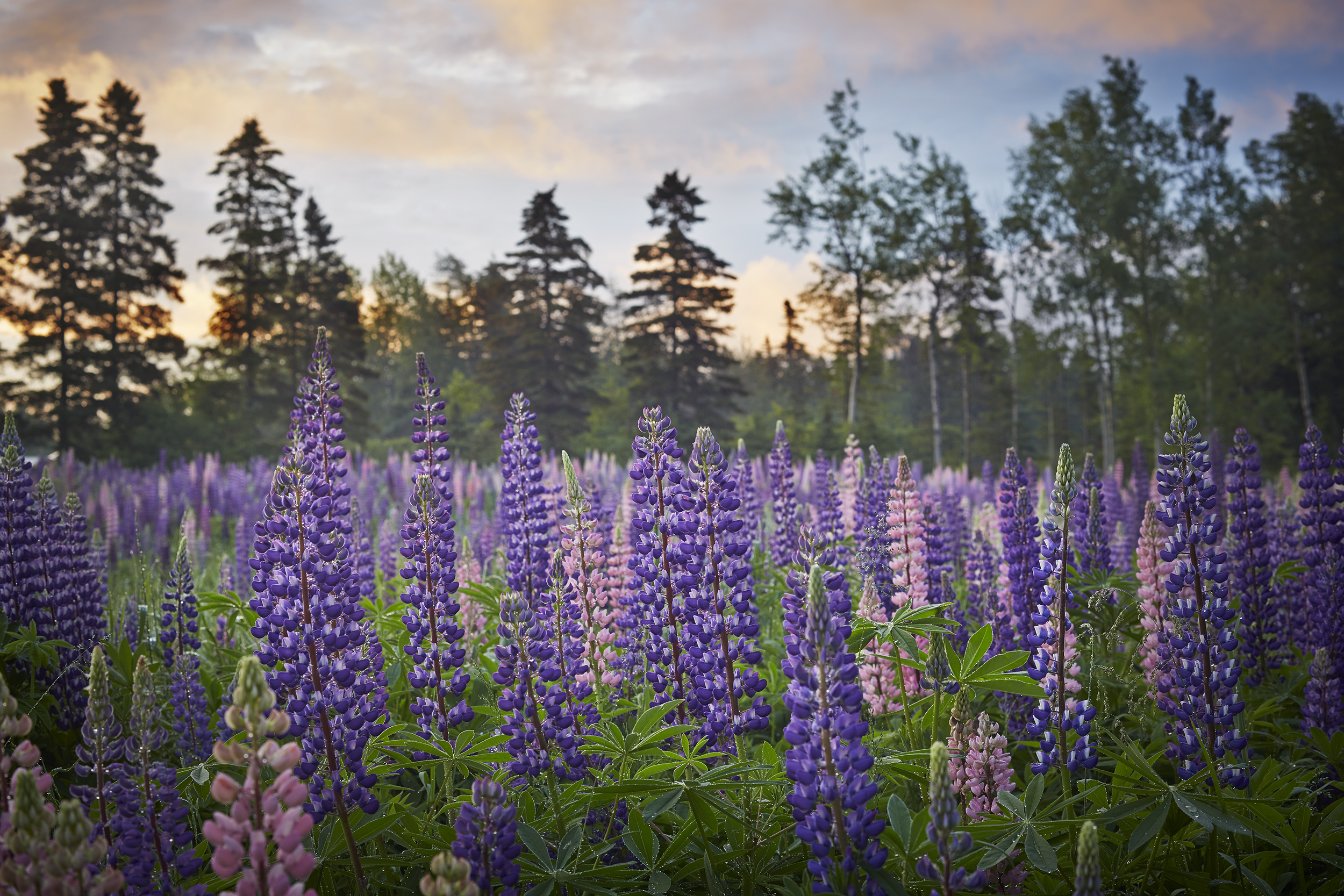 Lupin Meadow at Jardin de Métis, Canada