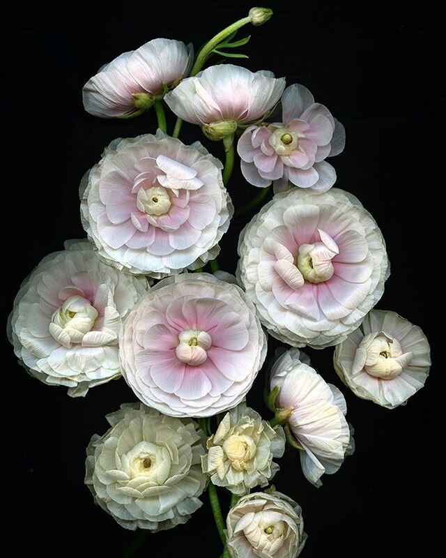 For two weeks I&rsquo;ve been watching these ranunculus as they unfurl their petals, taking on different colors and shapes every day, as if they&rsquo;ve been trying on different outfits &mdash; crinkled petticoats and ruffled skirts &mdash; for a ba