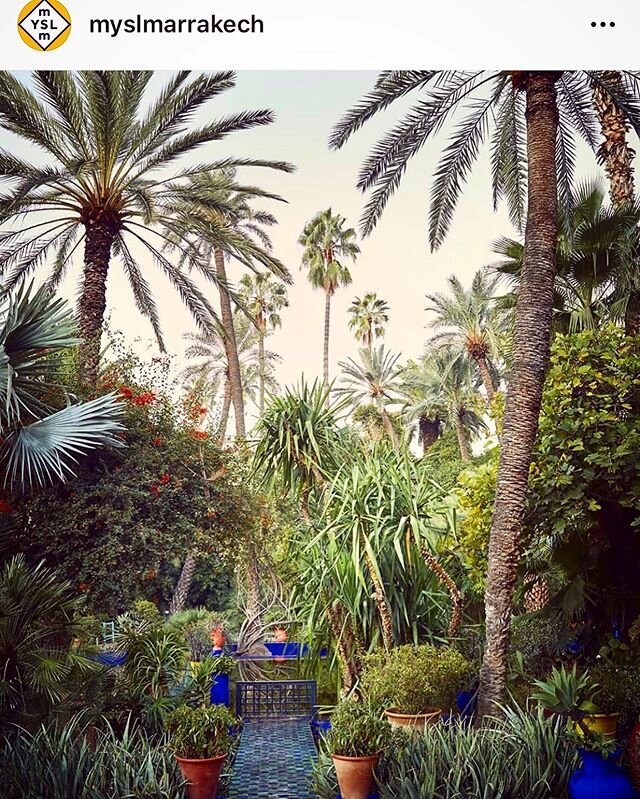 Repost from @jardinmajorellemarrakech 
For the next five days, I&rsquo;ll be posting images from my visit to Jardin Majorelle last December. As Madison Cox wrote so thoughtfully, &laquo;&nbsp;this verdant pocket&mdash;set within an ever-expanding cit