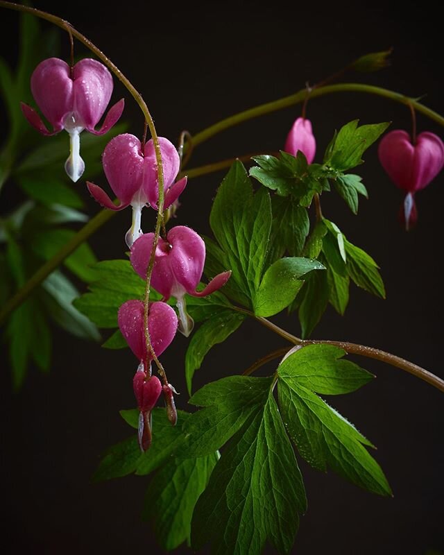 I&hearts;️NY&mdash;Lamprocapnos spectabilis. .
.
.
#lamprocapnosspectabilis #bleedingheart #i❤️NY #springflowers #floralphotography #isolationcreation #newyorkstrong #artinthetimeofcovid19