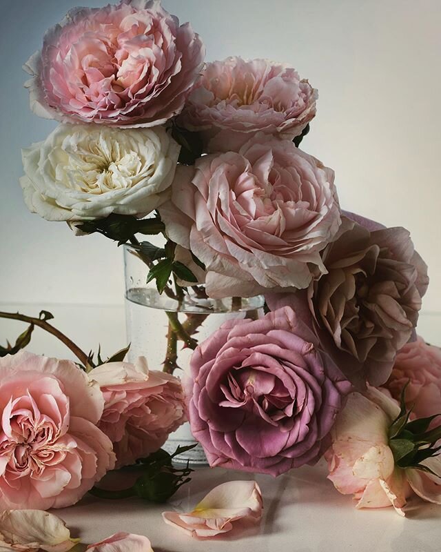 A sales receipt from Roman Egypt records a request for 4000 roses for a wedding in the second century. These roses from Grace Rose Farm had been destined for weddings that have now been put on hold. Instead, I am the grateful and happy recipient of t