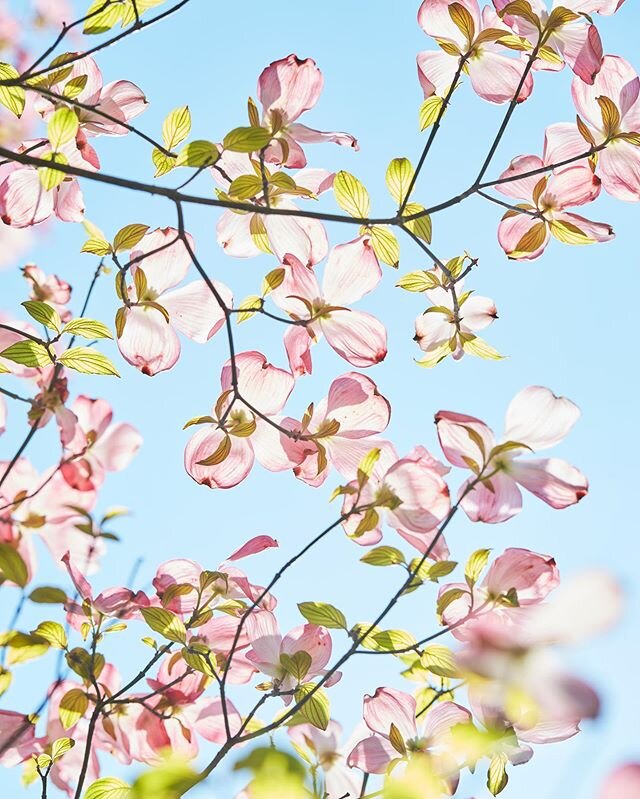 The native dogwoods (Cornus florida) are at the end of their blooming, but for weeks they have been gracing the skyline of New York City with their generous blossoms like a storm of butterflies fluttering in the air. As Dominique Browning quoted her 