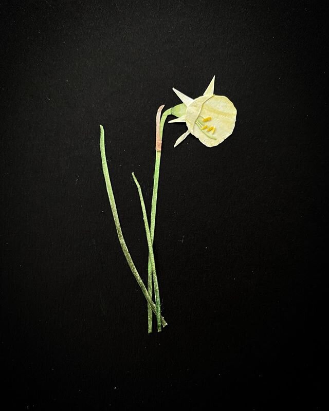 Narcissus bulbocodium (from the hillside of Rohuna) rendered in paper, inspired by Mary Delany
.
.
.
#homagetomarydelany #papermosiack #paperflowers #flowercollage #botanicalart #plantlove #narcissusbulbocodium