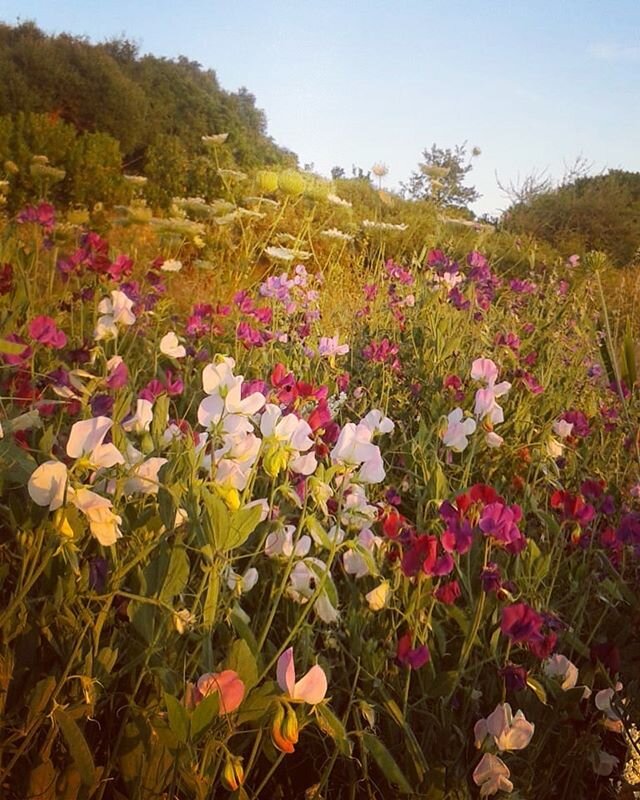 In the last few years I had the pleasure of seeing the garden in Rohuna perform its annual spring symphony, a riot of colors ringing every note in the musical scale, each one distinct in itself but still manages to blend into harmony with all the oth