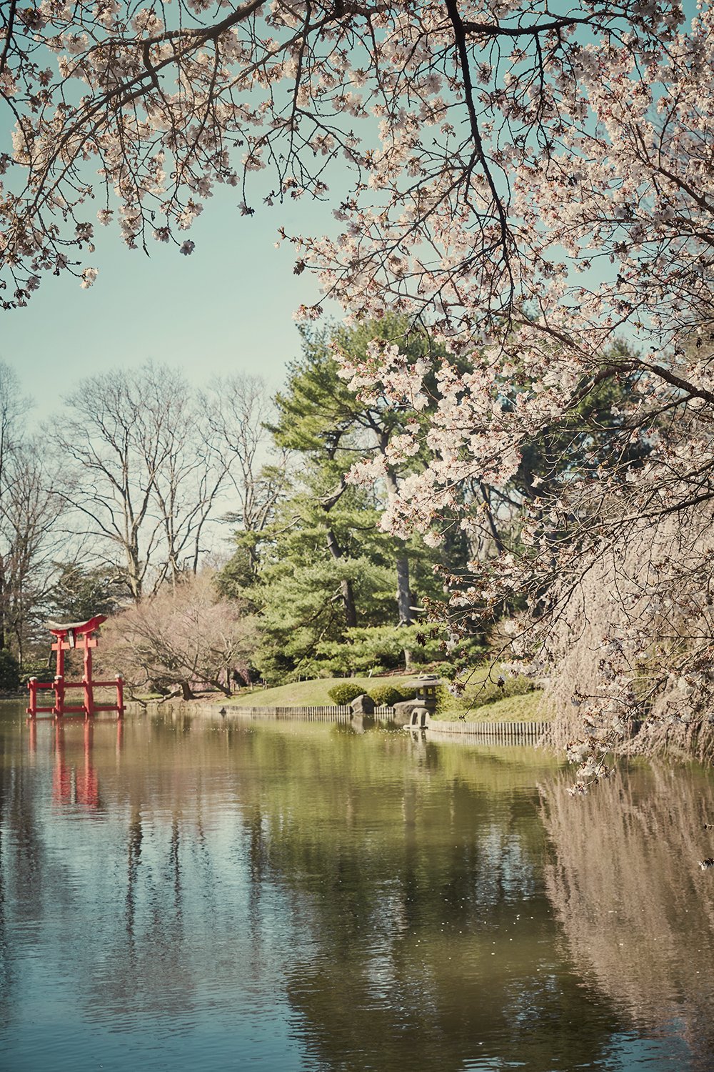 Japanese Hill and Pond Garden at the Brooklyn Botanic Garden