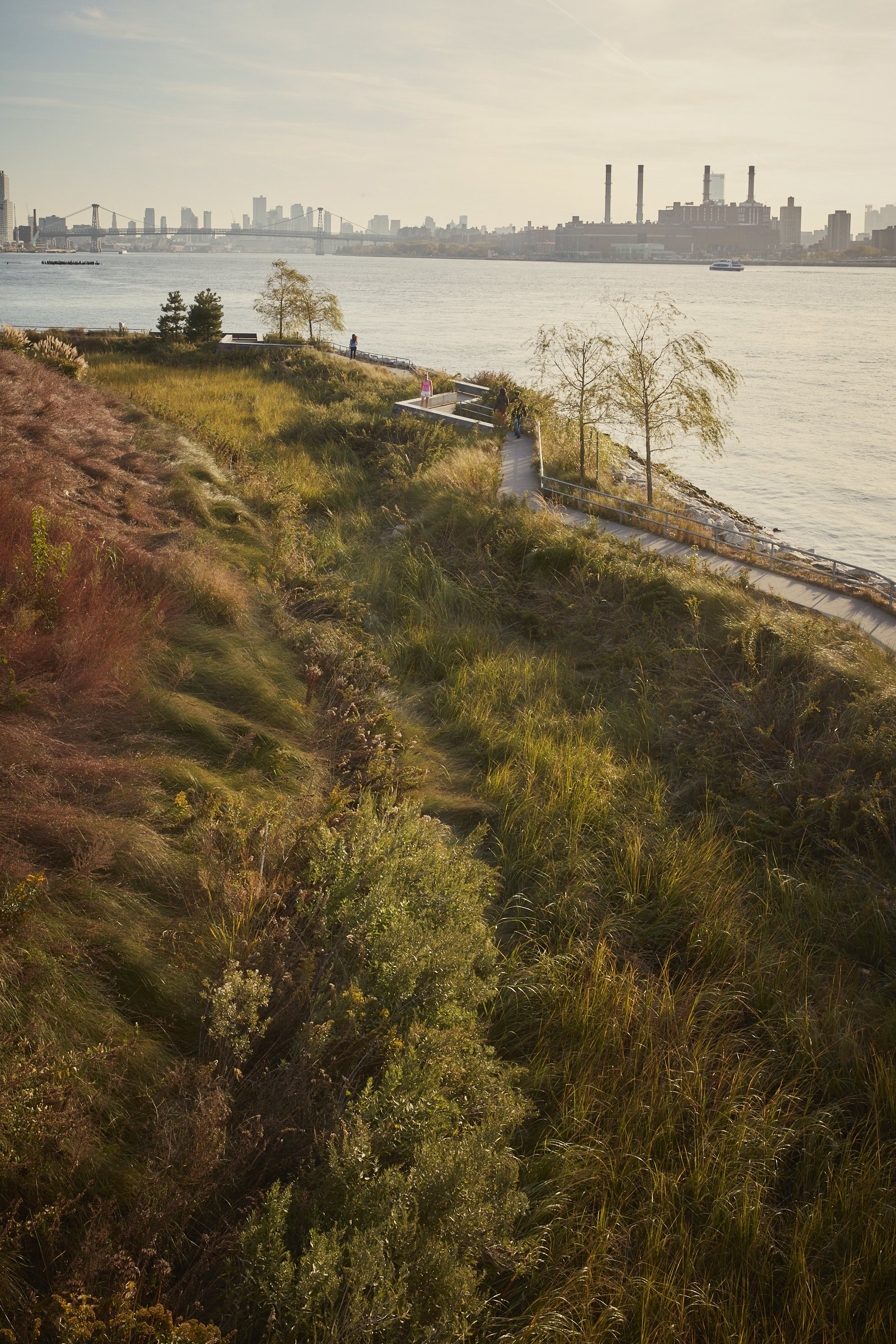 The wet meadow at Hunter's Point South Park