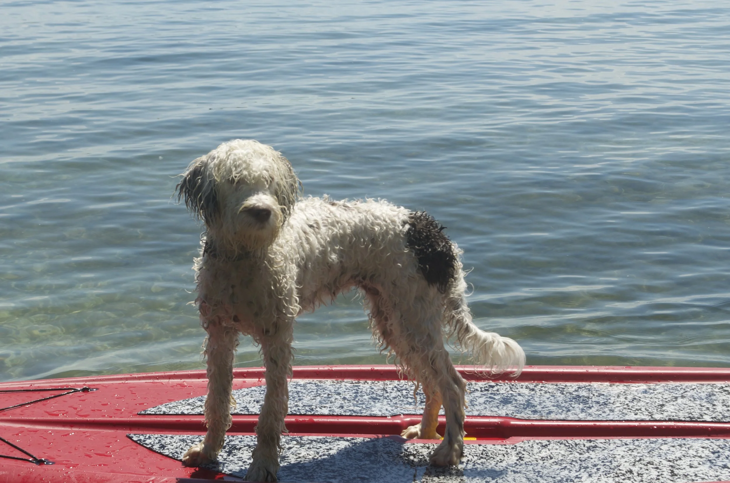 LiliOnSurfboard.jpg