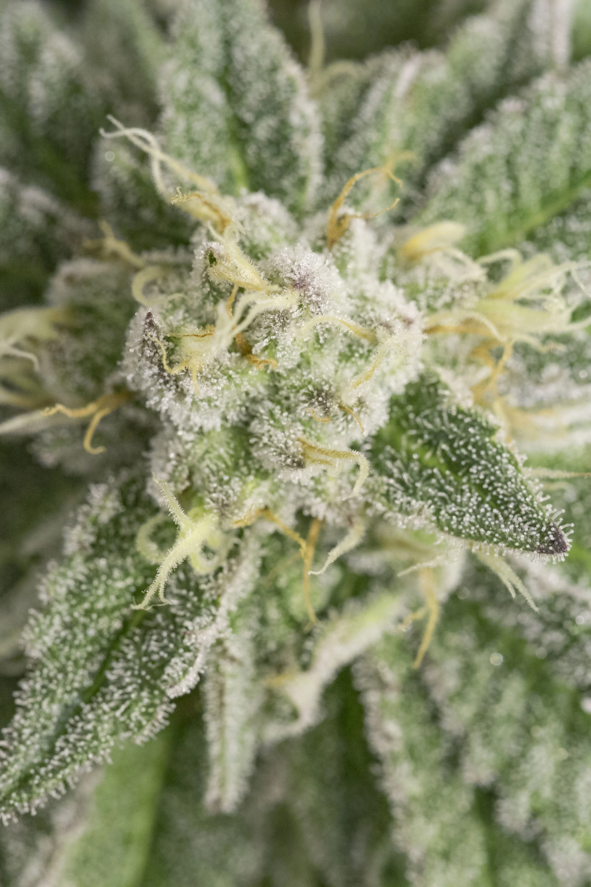 Bubba_Kush_02.jpg