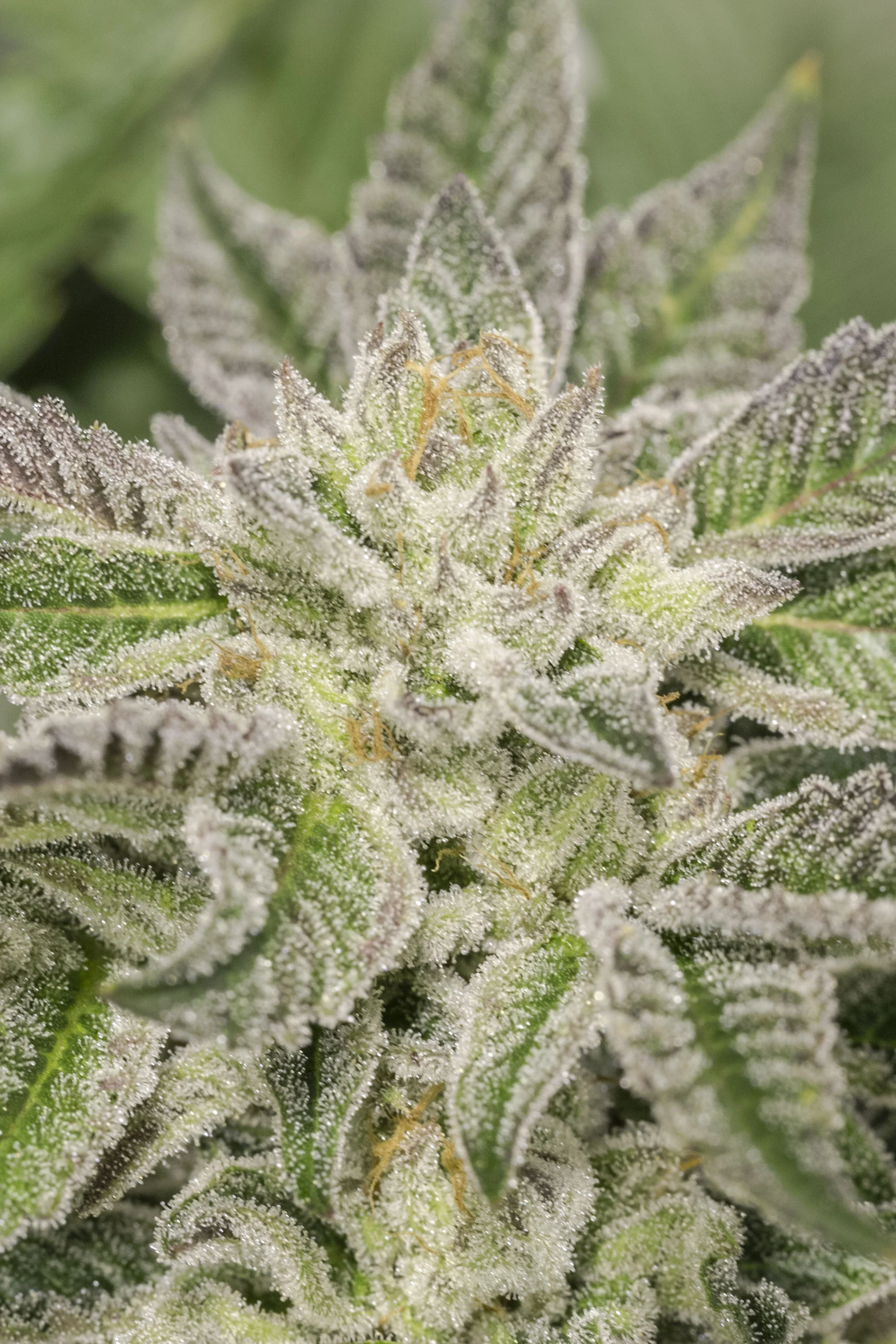 Tahoe_OG_Kush_02.jpg