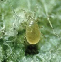 Neosieulus Californicus