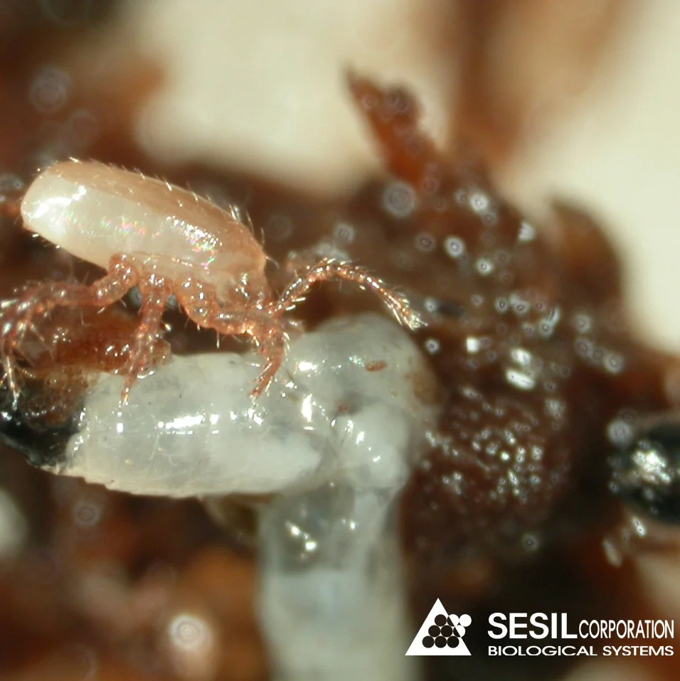 Stratiolaelaps (Hypoaspis)